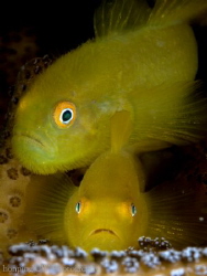 Yellow couples "hairy goby" by Hon Ping 
